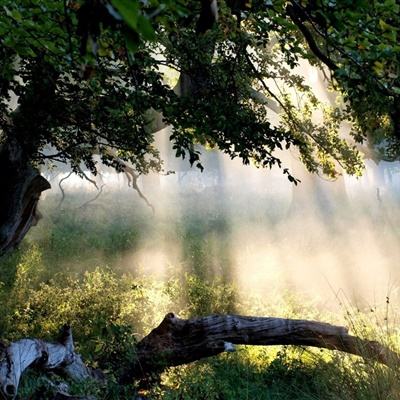 澳门天天免费资料大全下载