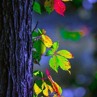 澳门·新甫京娱乐娱城